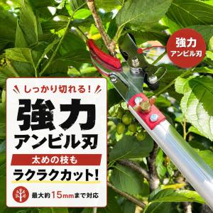 大進 高枝切りバサミ 3m 枝きりばさみ 枝き...の詳細画像3