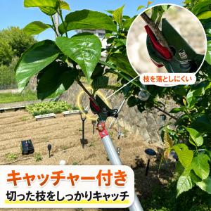 大進 高枝切りバサミ 3m 枝きりばさみ 枝き...の詳細画像4