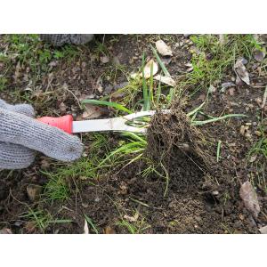 フィットグリップ 雑草引き 大進 草むしり 道...の詳細画像5