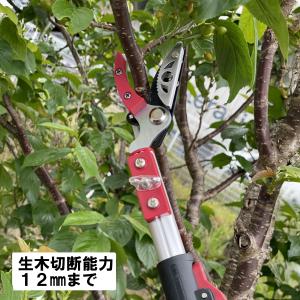 高枝切りバサミ 3.5m 太い枝 剪定 鋏 剪...の詳細画像3