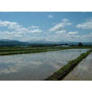 雪若丸無洗米5kg 令和7年産の詳細画像1