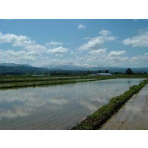 つや姫無洗米5kg 令和7年産の詳細画像4