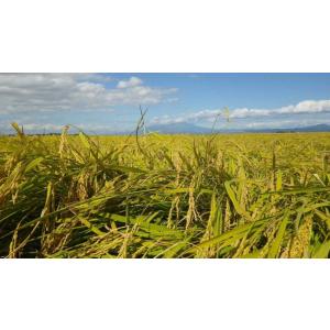 はえぬき 無洗米 10kg 新米 令和8年産 ...の詳細画像4
