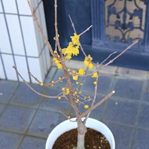 玄関 鉢植え 木の商品一覧 通販 Yahoo ショッピング