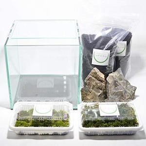 苔栽培キット ガラスの商品一覧 通販 Yahoo ショッピング