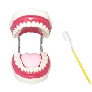 模型 歯列模型 歯 歯模型 大型