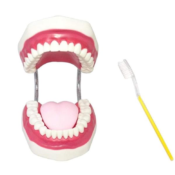 歯列模型 歯の模型 歯 歯磨き指導 模型 おもちゃ 歯模型 大型 無段階 開閉式 歯ブラシセット 訳...