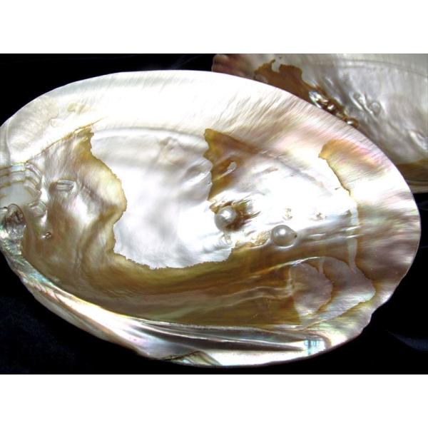 レインボーの輝き パール付きイケチョウガイ皿 サイズ約12-17cm 天然淡水パール付き ナチュラル...