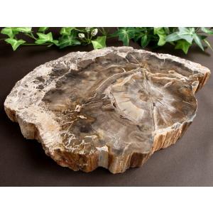 珪化木 ペトリファイドウッド プレート 置物 最大幅 226mm 重さ 1332g 神秘なる大自然の力 ウッドストーン 博愛・真心・希望 木の化石 パワーストーン 天然石