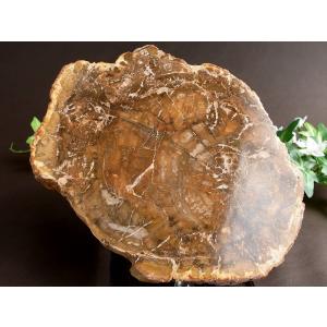 珪化木 ペトリファイドウッド プレート 置物 最大幅 180mm 重さ 855g 神秘なる大自然の力 ウッドストーン 博愛・真心・希望 木の化石 パワーストーン 天然石