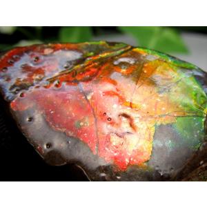 4A アンモライト 原石 最大幅約40mm 重さ約8.0g 1点物 生物起源の宝石 幸運を呼び込む石 フロートコレクションケース付き 極上一点物 カナダ産