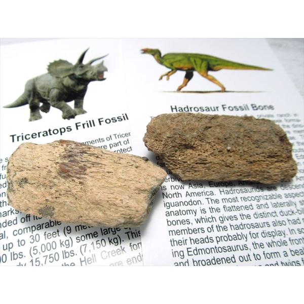 選べる4種 恐竜の骨の化石 ダイナソー ボーン 1個売り コレクターズアイテム トリケラトプス フリ...