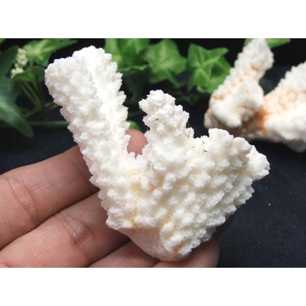 美しい海の宝石 ホワイトコーラル 重さ約100g-120g 1個売り 白サンゴ 海底からの贈り物 厄...