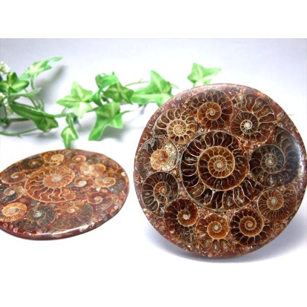 高品質 完全体タイプ 5A アンモナイト化石 円形スライス 直径約75mm-80mm前後 幸運を呼び...