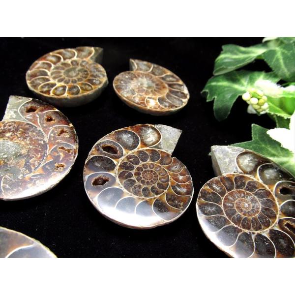 美しいカルサイト 4A アンモナイト スライス化石 約15g-20g 2枚セットの重さ 幸運を呼び込...