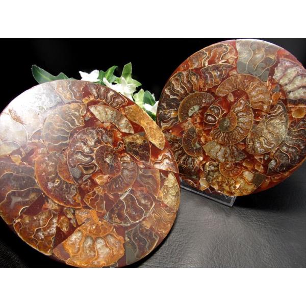 びっしりアンモナイト  アンモナイト化石 円形スライス 1個売り 直径約120mm前後 幸運を呼び込...