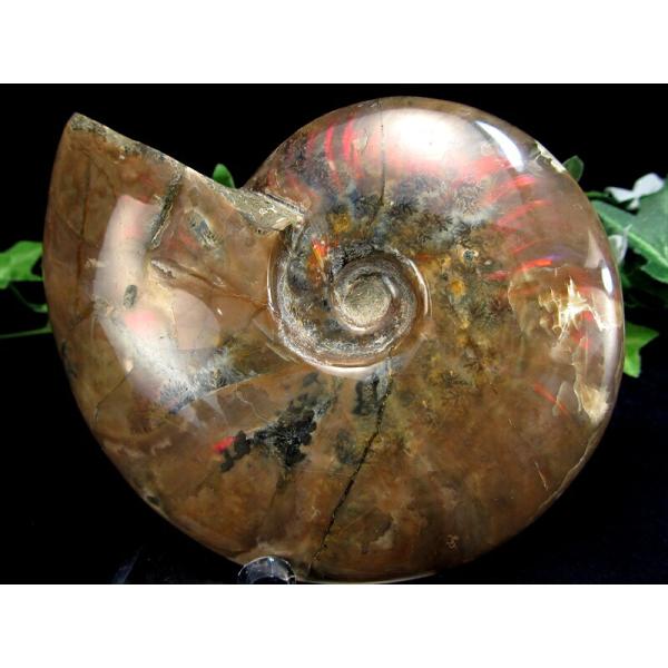 5A 遥か太古の記憶を 手のひらに 遊色 アンモナイト 化石 原石 アクリル台座付 重さ410g 遊...