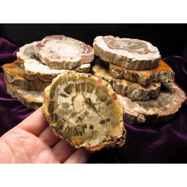 珪化木 ペトリファイドウッド プレート 置物 重さ400g-500g 神秘なる大自然の力 ウッドスト...