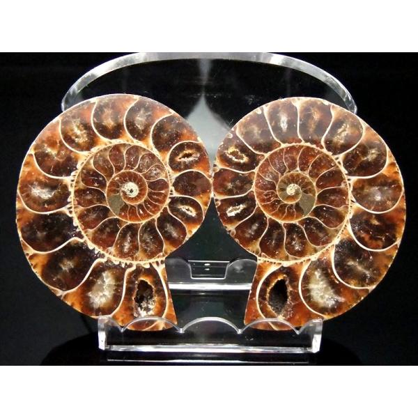 しっかり隔壁の4Aタイプ アンモナイト スライス化石(ポーチ付き) 約80-90g(2枚セットの重さ...