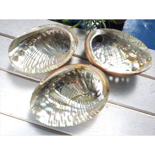 アバロンシェル貝器 ナチュラルタイプ 虹色に輝く レインボーアバローニ貝 長さ約8-9cm 1個売り...