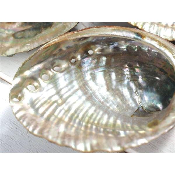 アバロンシェル貝器 ナチュラルタイプ 虹色に輝く！レインボーアバローニ貝 長さ約9-11cm 1個売...