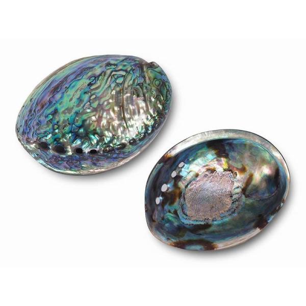 アバロンシェル アワビ貝殻 両面ポリッシュタイプ 長さ約12cm-15cm 1個売り ホワイトセージ...