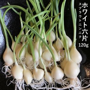 スプラウトニンニク 国産 ホワイト６片 170ｇすぷらうと 発芽 にんにく ガーリック 芽も根も全部食べられる 臭いが残らない