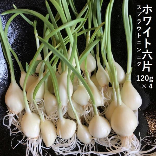 スプラウトニンニク 国産 ホワイト６片 170ｇ×4 すぷらうと 発芽 にんにく ガーリック 芽も根...