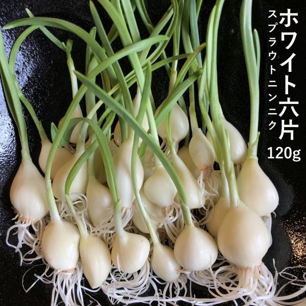 【今だけ！50ｇ増量中！】 スプラウトニンニク 国産 ホワイト６片 120ｇ＋50ｇすぷらうと 発芽...