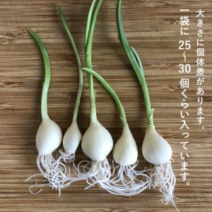 スプラウトニンニク 国産 ホワイト6片 170...の詳細画像1