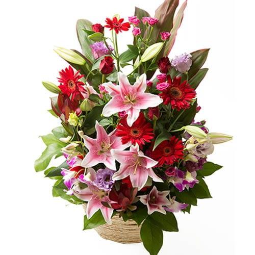 モンソーアレンジ TG トレグラン レッド系 ご入金後1 3日で発送 出荷 土日祝日も対応 代引き不...