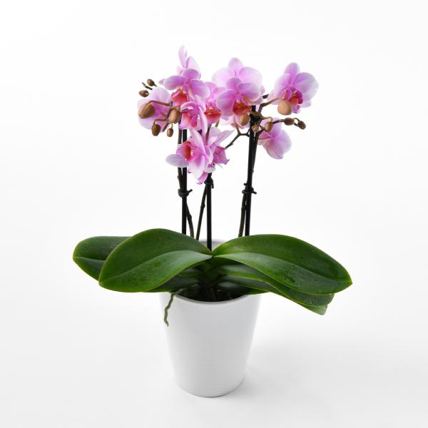 モンソーポット ミディファレノM 胡蝶蘭 ピンク お返し ギフト 2025 プレゼント お返し 御歳...