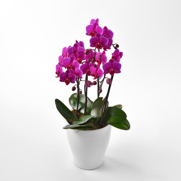 モンソーポット ミディファレノL 胡蝶蘭 ピンク お返し ギフト 2025 プレゼント お返し 御歳...