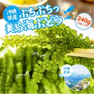 沖縄県産 海ぶどう 240g 沖縄土産 に♪ おうち飲み に！お酒の