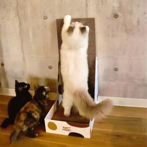 【JPPMA認証】L型 爪とぎ 段ボール 猫 ...の詳細画像5