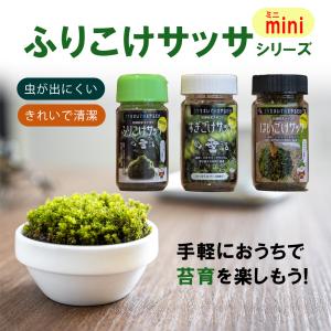 miniふりこけサッサ スナゴケ スギゴケ ハイゴケ 苔 コケ こけ ガーデニング コケ玉 ミニ盆栽 観賞用