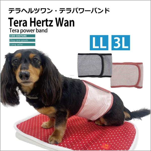 【5/8再入荷/在庫限り】 ヘルニアや腰痛でお悩みのワンちゃんに! 【テラパワーマナーバンド】[LL...