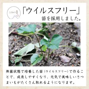 【1番人気!! 】 シルクスイート 5kg S...の詳細画像4