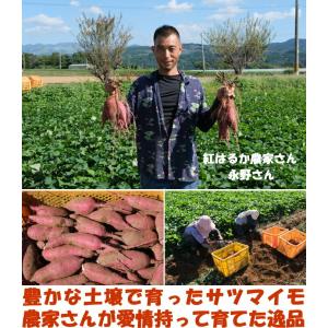 さつまいも 紅はるか 熟成 完熟 3.5kg ...の詳細画像5