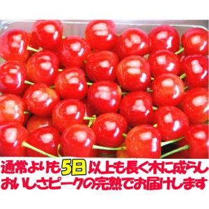 【冷蔵配送】 さくらんぼ 500g l- 2l...の詳細画像5