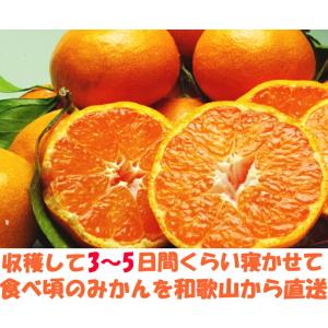 みかん 和歌山 有田 訳あり 甘い 美味しい ...の詳細画像5