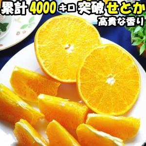 みかん せとか 訳あり 5kg 送料無料 大トロ 高貴な香り 和歌山 有田 頑固一徹 生勇農園 せとかみかん 5kg 家庭用 せとか蜜柑