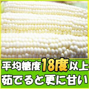 とうもろこし 御中元 ピュアホワイト 10-1...の詳細画像1