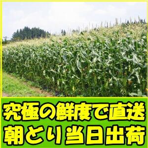 とうもろこし 御中元 ピュアホワイト 10-1...の詳細画像2