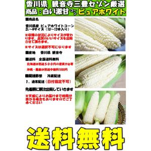とうもろこし 御中元 ピュアホワイト 10-1...の詳細画像3