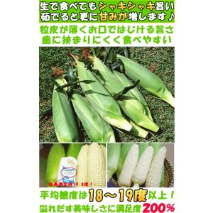 とうもろこし 御中元 ピュアホワイト 10-1...の詳細画像5