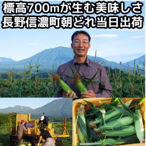 とうもろこし 桃より甘い 最高糖度20度 56...の詳細画像2