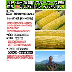 【絶賛出荷中】 とうもろこし 桃より甘い 最高...の詳細画像4