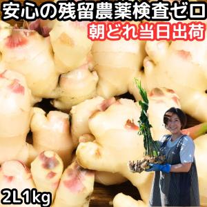 新生姜 直送 1kg 2L 国産 長崎 島原 JGAP取得 松本農園 朝どれ当日出荷 新しょうが 甘酢 佃煮 産地直送 2024｜クックス産直ヤフー店