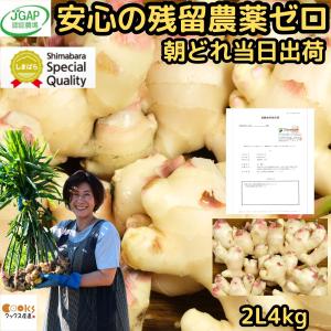 最終出荷11/27  新生姜 約4kg 2Lサイズ 国産 長崎 島原 JGAP取得 松本農園 朝どれ出荷 大生姜 甘酢 料理用途多数 2025